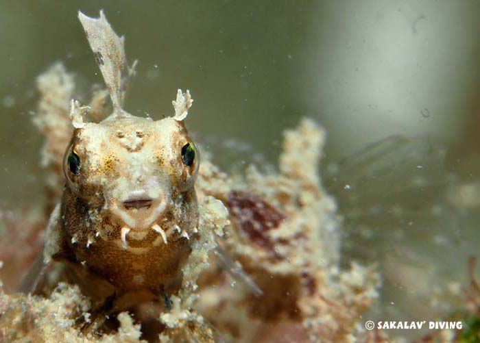 photos macro endemic Nosy Be